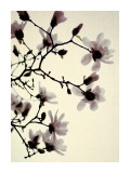 Magnolia IV Plakater av Alicia Bock Magnolia IV Plakater av Alicia Bock