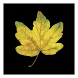Yellow Maple Prints by June Hunter
