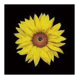 Sunflower Prints by JoSon 
