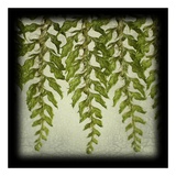 Tassle Fern I Prints by June Hunter