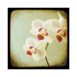 Three Wishes Plakater av Alicia Bock Three Wishes Plakater av Alicia Bock