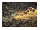 Yellowstone Grizzlies Prints by Paco Young
