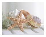 Cali Starfish II Obrazy