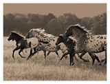Appaloosa Run Affiches par Robert Dawson