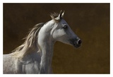 Grey Prancer II Poster by Robert Dawson