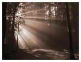 Forest Light I Poster by Heather Johnston