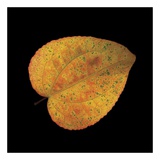 Katsura Leaf on Black Prints by June Hunter