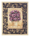 Rosa de cien hojas Póster por Shari White