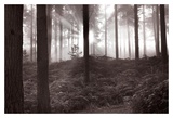 Forest Mist I Prints by Richard Osbourne