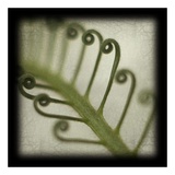 Sago Fern Print by June Hunter