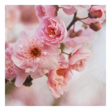Blossom II Poster by Heather Johnston