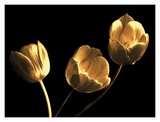 Tulip Trio Posters by Ilona Wellmann