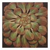 Succulent II Affiches par Janet Kruskamp