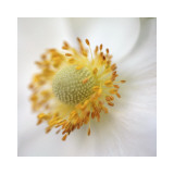 Iceland Poppy I Plakater av Alicia Bock Iceland Poppy I Plakater av Alicia Bock