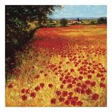 Field of Red and Gold Affiches par Steve Thoms