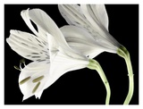Lily II Prints by Dianne Poinski