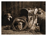 Korgie Boys Prints by Robert Dawson