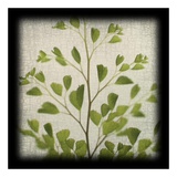 Maidenhair Fern Posters by June Hunter