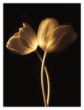 Illuminated Tulips I Prints by Ilona Wellmann