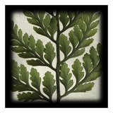 Rabbitsfoot Fern Art by June Hunter