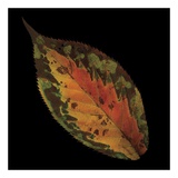 Cherry Leaf on Black Posters by June Hunter