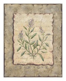 Vintage Herbs, Sage Affiches par Constance Lael