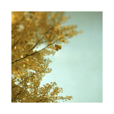 Ginkgo II Láminas por Alicia Bock Ginkgo II Láminas por Alicia Bock