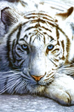 Tigre blanco Fotografía Tigre blanco Fotografía