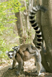 Ring Tailed Lemur Affiches