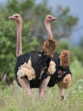 Two Male Maasai Ostriches in Breeding Plumage in Kenya S Tsavo West National Park Photographic Print by Nigel Pavitt