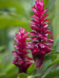 Peru; Colourful Red Ginger on the Banks of the Madre De Dios River Valokuvavedos tekijänä Nigel Pavitt Peru; Colourful Red Ginger on the Banks of the Madre De Dios River Valokuvavedos tekijänä Nigel Pavitt