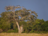 As Dusk Approaches, Marabou Storks Roost in Large Wild Fig Tree Near the Mara River Photographic Print by Nigel Pavitt