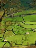 Traditional Farming Valley in Swaledale, Yorkshire Dales National Park, England Print by Paul Harris