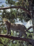 A Fine Leopard in the Cedar Forests Near Maralal Photographic Print by Nigel Pavitt