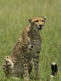 Kenya, Masai Mara; a Cheetah Watches over Her Plains Photographic Print by John Warburton-lee