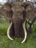 Kenya, Chyulu Hills, Ol Donyo Wuas; a Bull Elephant with Massive Tusks Browses in the Bush Fotografisk tryk af John Warburton-lee
