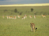 Kenya, Masai Mara; a Female Cheetah Stalks a Herd of Thomson's Gazelle on the Savannah Photographic Print by John Warburton-lee