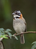 Peru, a Rufous-Collared Sparrow Photographie par Nigel Pavitt