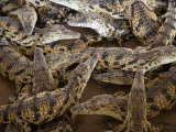 Namibia; Young Crocodiles at a Crocodile Farm Photographic Print by Niels Van Gijn