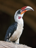 Kenya, Von Der Decken S Hornbill, a Striking Hornbill of Dry Bush Country in East Africa Photographie par Nigel Pavitt