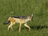 Kenya, Masai Mara; a Black-Backed Jackal Makes its Way across the Plains Photographic Print by John Warburton-lee