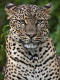 A Fine Leopard Oblivious to Light Rain in the Salient of the Aberdare National Park Photographic Print by Nigel Pavitt