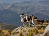 Peru, Llamas in the Bleak Altiplano of the High Andes Near Colca Canyon Lámina fotográfica por Nigel Pavitt