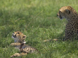Kenya, Masai Mara; a Cheetah Cub Remains Watchful Even When Lying in the Shade Photographic Print by John Warburton-lee