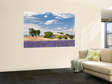 Farmhouse in a Lavender Field, Provence, France Wall Mural by Nadia Isakova Farmhouse in a Lavender Field, Provence, France Wall Mural by Nadia Isakova