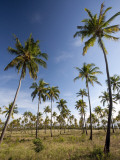 Mozambique, Tofo; Coconut Plantations around Tofo Fotografie-Druck von Niels Van Gijn