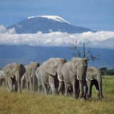 A Herd of Elephants with Mount Kilimanjaro in the Background Lámina fotográfica por Nigel Pavitt