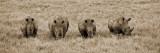 Kenya, Laikipia, Lewa Downs; a Group of White Rhinoceros Feed Together Photographic Print by John Warburton-lee