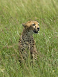 Kenya, Masai Mara; a Cheetah Watches over Her Plains Photographic Print by John Warburton-lee