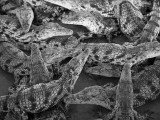 Namibia; Young Crocodiles at a Crocodile Farm Photographic Print by Niels Van Gijn